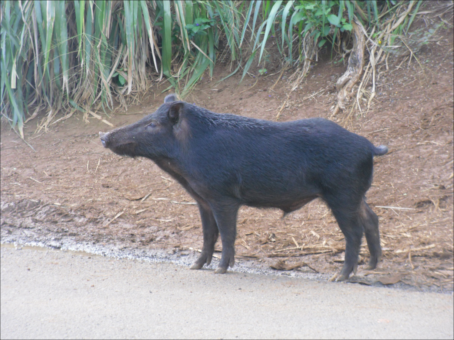 Wild pig near Wailua falls.